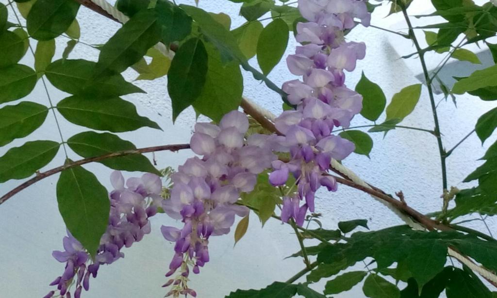 Hasayaki Homestay Sanxing Dış mekan fotoğraf