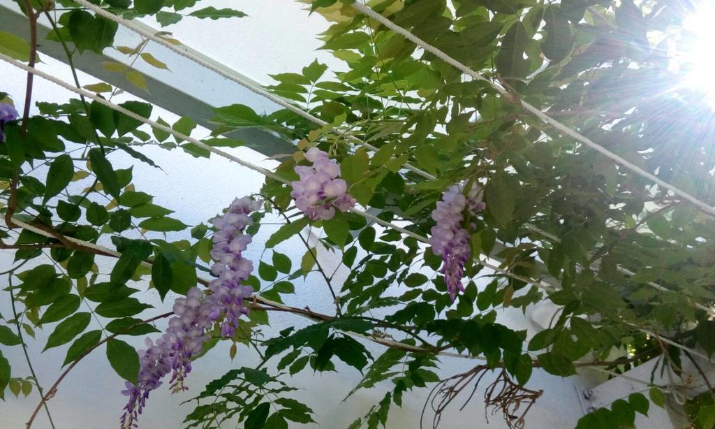 Hasayaki Homestay Sanxing Dış mekan fotoğraf