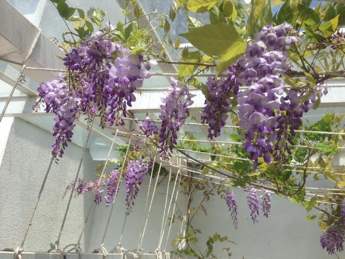 Hasayaki Homestay Sanxing Dış mekan fotoğraf