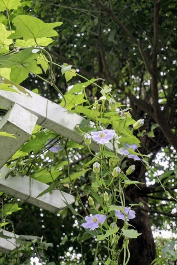 Hasayaki Homestay Sanxing Dış mekan fotoğraf